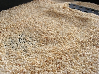 Po 5-ih minutah topla, nekoliko popečena sezamova semena vzemi iz pečice.